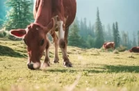 12生肖每日运势查询表