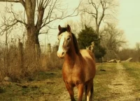 属马人今日财运方位详解:找准吉位催旺财气