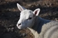 属羊人今日运势精解:算命先生亲测3大趋吉要点