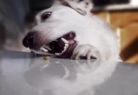 94年属狗今日财运方位解析:找准财位事半功倍