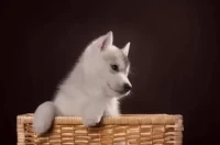 属狗今日财运方位查询:吉位布局全攻略