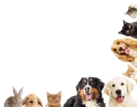 属狗今日财运方位速查:3个吉位必看